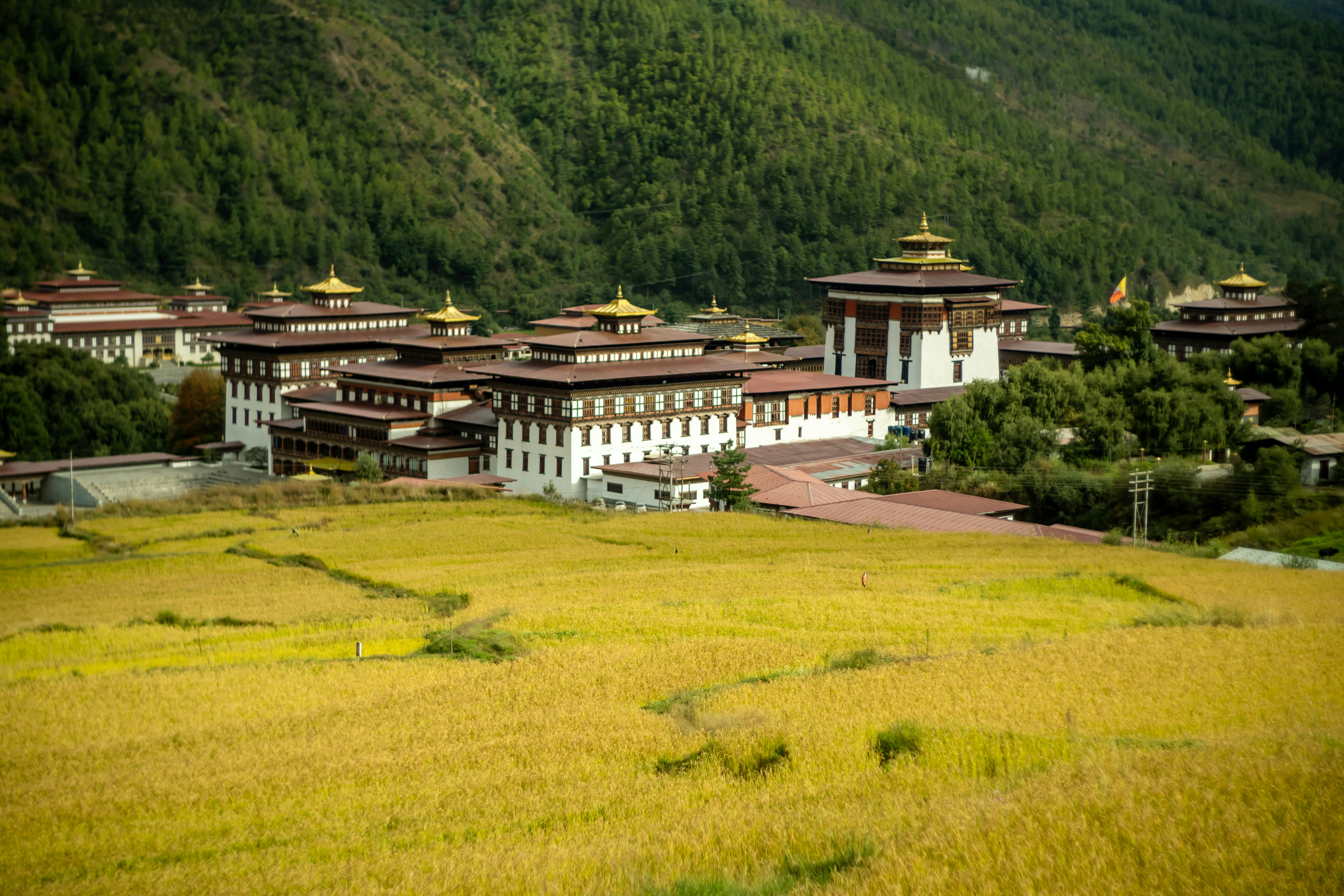 Rice fields beside Tashichhodzong.